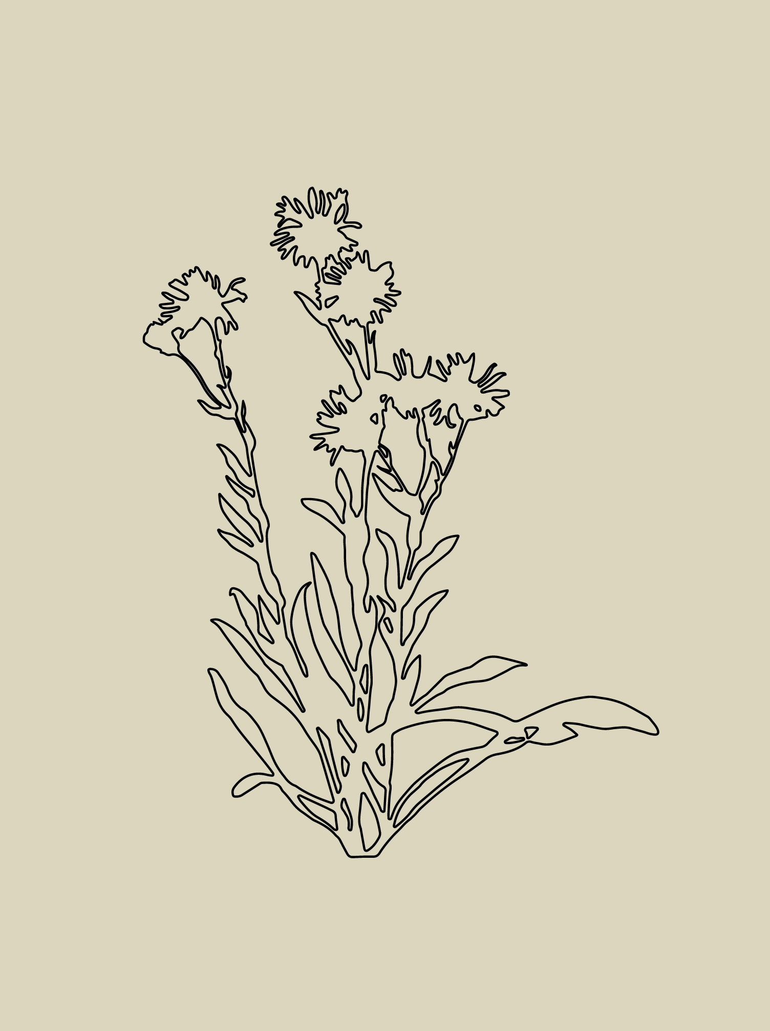 Cespica: la MARGHERITINA DEI MURI