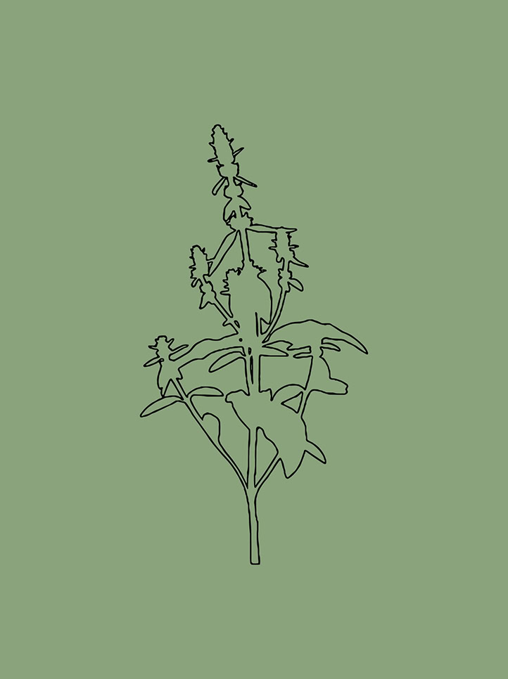 Stachys: orecchie di agnello