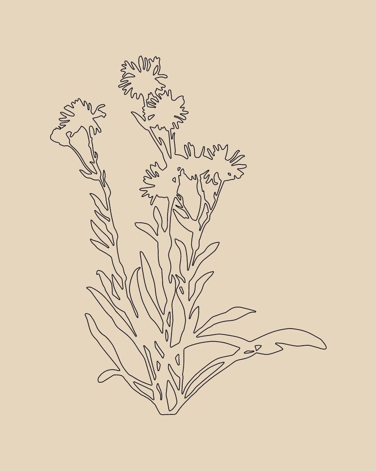 Cespica: la MARGHERITINA DEI MURI