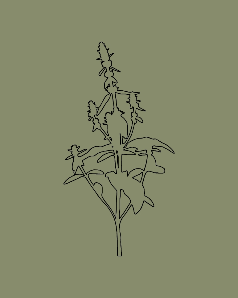 Stachys: orecchie di agnello