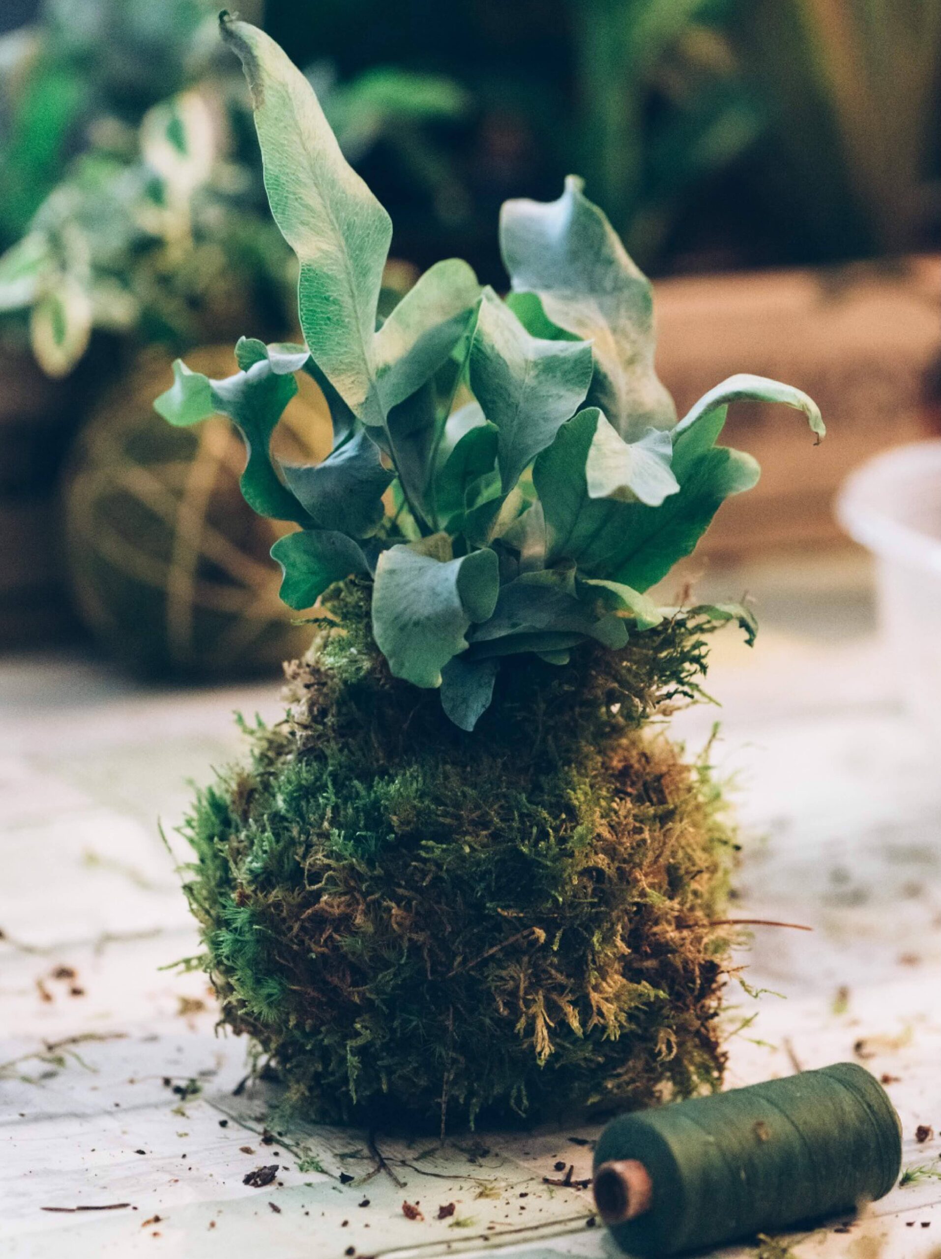 KOKEDAMA